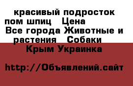 красивый подросток пом шпиц › Цена ­ 30 000 - Все города Животные и растения » Собаки   . Крым,Украинка